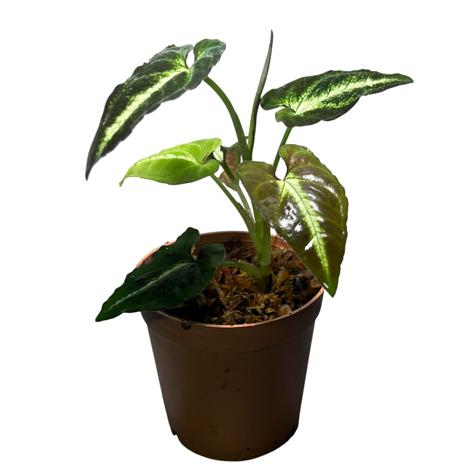 Syngonium Rayii